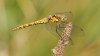 IMG_9569 Sympetrum striolatum female